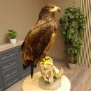 Weißkopfseeadler Jungtier Jungkleid Adler Präparat Vogel mit Genehmigung zum Verkauf