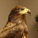 Weißkopfseeadler Jungtier Jungkleid Adler Präparat Vogel mit Genehmigung zum Verkauf