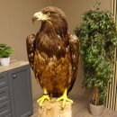 Weißkopfseeadler Jungtier Jungkleid Adler Präparat Vogel mit Genehmigung zum Verkauf