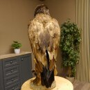Weißkopfseeadler Jungtier Jungkleid Adler Präparat Vogel mit Genehmigung zum Verkauf