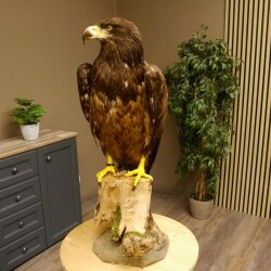 Weißkopfseeadler Jungtier Jungkleid Adler Präparat Vogel mit Genehmigung zum Verkauf