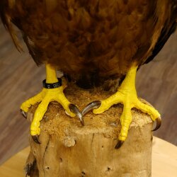 Weißkopfseeadler Jungtier Jungkleid Adler Präparat Vogel mit Genehmigung zum Verkauf