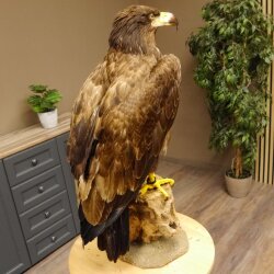 Weißkopfseeadler Jungtier Jungkleid Adler Präparat Vogel mit Genehmigung zum Verkauf
