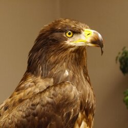 Weißkopfseeadler Jungtier Jungkleid Adler Präparat Vogel mit Genehmigung zum Verkauf