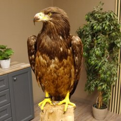 Weißkopfseeadler Jungtier Jungkleid Adler Präparat Vogel mit Genehmigung zum Verkauf
