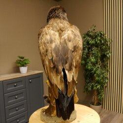 Weißkopfseeadler Jungtier Jungkleid Adler Präparat Vogel mit Genehmigung zum Verkauf