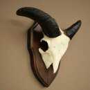 Mufflon (Ovis gmelini musimon) Widder Geweih...