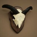 Mufflon (Ovis gmelini musimon) Ram Gewei Schedeltrofee Hoornlengte 16,5 cm op trofeeschild 82.1.139