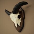Mufflon (Ovis gmelini musimon) Ram Gewei Schedeltrofee Hoornlengte 16,5 cm op trofeeschild 82.1.139