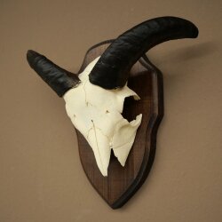 Mufflon (Ovis gmelini musimon) Ram Gewei Schedeltrofee Hoornlengte 16,5 cm op trofeeschild 82.1.139