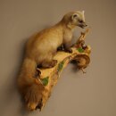 Marder Steinmarder Präparat Deko Höhe 50 cm Tierpräparat 89.5.246