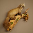 Marder Steinmarder Präparat Deko Höhe 50 cm Tierpräparat 89.5.246