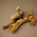 Marder Steinmarder Präparat Deko Höhe 50 cm Tierpräparat 89.5.246