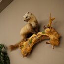 Marder Steinmarder Präparat Deko Höhe 50 cm Tierpräparat 89.5.246