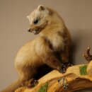 Marder Steinmarder Präparat Deko Höhe 50 cm Tierpräparat 89.5.246