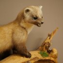 Marder Steinmarder Präparat Deko Höhe 50 cm Tierpräparat 89.5.246