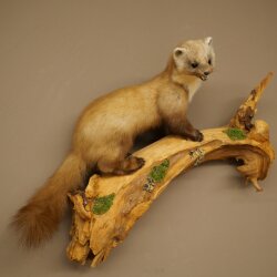 Marder Steinmarder Präparat Deko Höhe 50 cm Tierpräparat 89.5.246