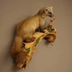 Marder Steinmarder Präparat Deko Höhe 50 cm Tierpräparat 89.5.246