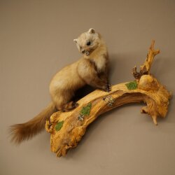 Marder Steinmarder Präparat Deko Höhe 50 cm Tierpräparat 89.5.246