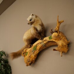 Marder Steinmarder Präparat Deko Höhe 50 cm Tierpräparat 89.5.246