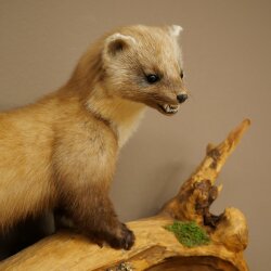 Marder Steinmarder Präparat Deko Höhe 50 cm Tierpräparat 89.5.246
