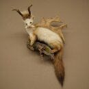 Wolpertinger Marder mit Rehgeweih Zähnen Damhirsch...