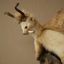 Wolpertinger: martora con denti a forma di corna di capriolo, corna di daino, acconciatura punk, esemplare imbalsamato, altezza 56 cm