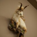 Wolpertinger: martora con denti a forma di corna di capriolo, corna di daino, acconciatura punk, esemplare imbalsamato, altezza 56 cm