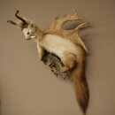 Wolpertinger: martora con denti a forma di corna di capriolo, corna di daino, acconciatura punk, esemplare imbalsamato, altezza 56 cm