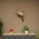 Wolpertinger: martora con denti a forma di corna di capriolo, corna di daino, acconciatura punk, esemplare imbalsamato, altezza 56 cm