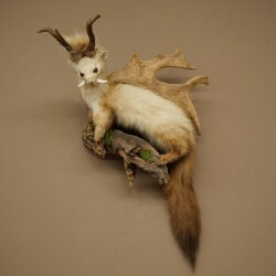 Wolpertinger: martora con denti a forma di corna di capriolo, corna di daino, acconciatura punk, esemplare imbalsamato, altezza 56 cm