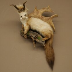 Wolpertinger: martora con denti a forma di corna di capriolo, corna di daino, acconciatura punk, esemplare imbalsamato, altezza 56 cm