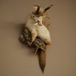 Wolpertinger: martora con denti a forma di corna di capriolo, corna di daino, acconciatura punk, esemplare imbalsamato, altezza 56 cm