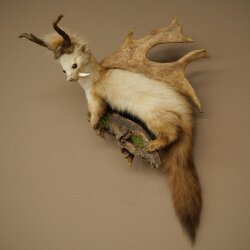 Wolpertinger: martora con denti a forma di corna di capriolo, corna di daino, acconciatura punk, esemplare imbalsamato, altezza 56 cm