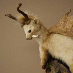 Wolpertinger: martora con denti a forma di corna di capriolo, corna di daino, acconciatura punk, esemplare imbalsamato, altezza 56 cm