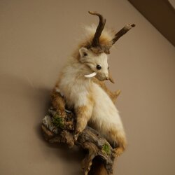 Wolpertinger: martora con denti a forma di corna di capriolo, corna di daino, acconciatura punk, esemplare imbalsamato, altezza 56 cm
