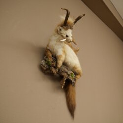 Wolpertinger: martora con denti a forma di corna di capriolo, corna di daino, acconciatura punk, esemplare imbalsamato, altezza 56 cm