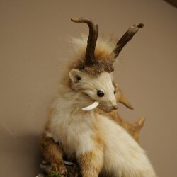 Wolpertinger: martora con denti a forma di corna di capriolo, corna di daino, acconciatura punk, esemplare imbalsamato, altezza 56 cm