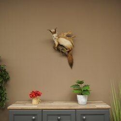 Wolpertinger: martora con denti a forma di corna di capriolo, corna di daino, acconciatura punk, esemplare imbalsamato, altezza 56 cm