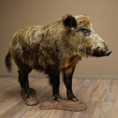 Wildschwein europäischer Keiler (Sus scrofa) stehend Höhe 95 cm Tierpräparat Präparat Trophäe