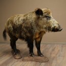 European wild boar (Sus scrofa), standing, height 95 cm,...