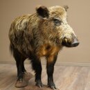 European wild boar (Sus scrofa), standing, height 95 cm,...