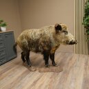Wildschwein europäischer Keiler (Sus scrofa) stehend Höhe 95 cm Tierpräparat Präparat Trophäe