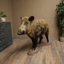 Wildschwein europäischer Keiler (Sus scrofa) stehend Höhe 95 cm Tierpräparat Präparat Trophäe