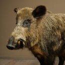 Wildschwein europäischer Keiler (Sus scrofa) stehend Höhe 95 cm Tierpräparat Präparat Trophäe