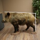 Wildschwein europäischer Keiler (Sus scrofa) stehend Höhe 95 cm Tierpräparat Präparat Trophäe