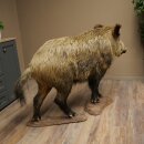 Wildschwein europäischer Keiler (Sus scrofa) stehend Höhe 95 cm Tierpräparat Präparat Trophäe