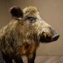 Wildschwein europäischer Keiler (Sus scrofa) stehend Höhe 95 cm Tierpräparat Präparat Trophäe