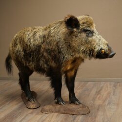 Wildschwein europäischer Keiler (Sus scrofa) stehend Höhe 95 cm Tierpräparat Präparat Trophäe