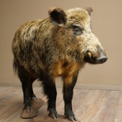 Wildschwein europäischer Keiler (Sus scrofa) stehend Höhe 95 cm Tierpräparat Präparat Trophäe